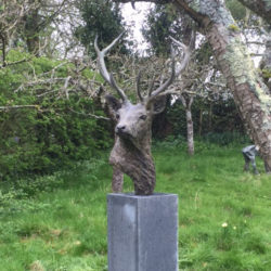 Stag Head Bronze