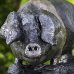 Saddleback Hog